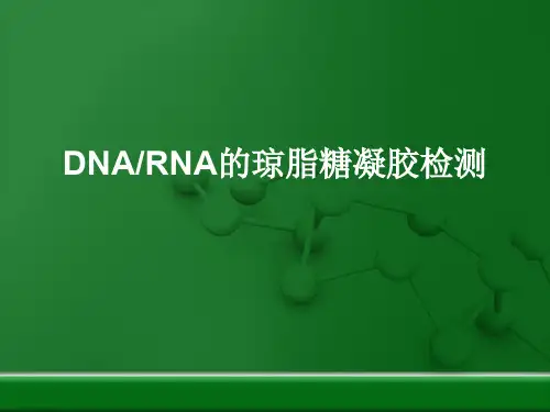 琼脂糖凝胶电泳