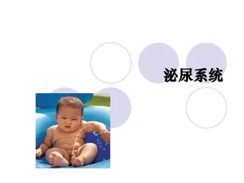 泌尿系统(生理)PPT课件