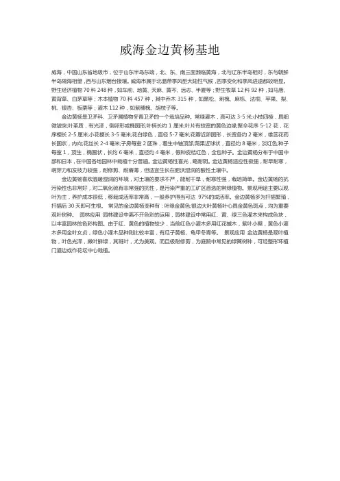 威海金边黄杨基地