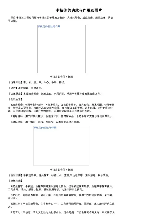 半枝莲的功效与作用及图片