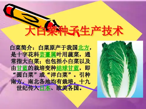 大白菜种子生产技术