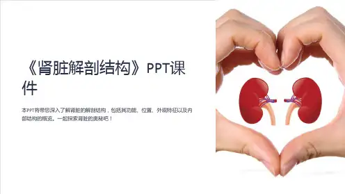《肾脏解剖结构》课件