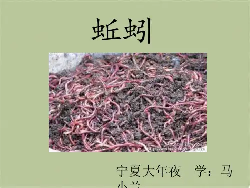 教科小学科学三上《2.4、蚯蚓》PPT课件(12)[精选](共9张PPT)