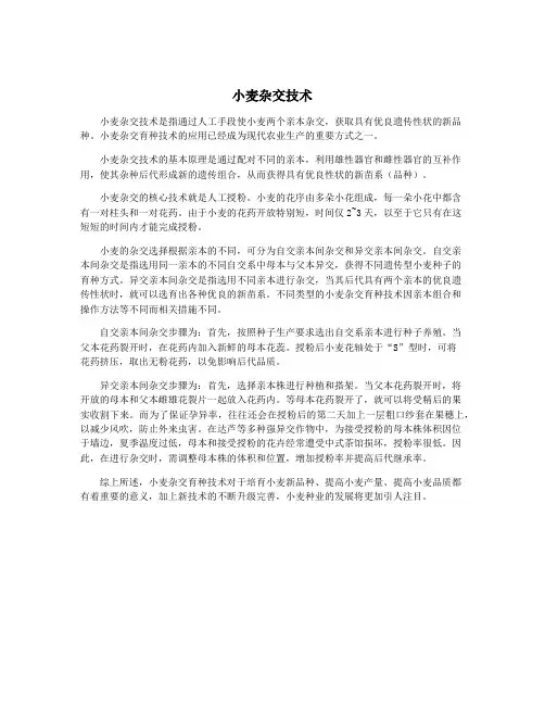 小麦杂交技术