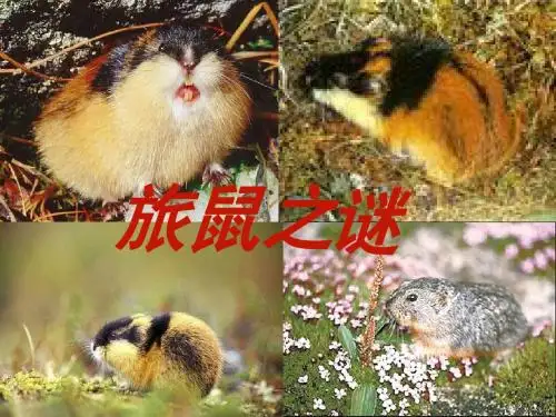 13旅鼠之谜公开课件优秀课件