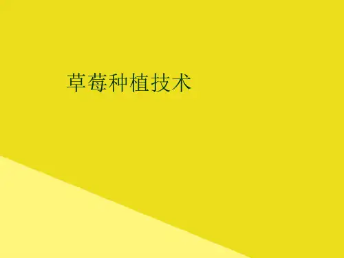 草莓种植技术PPT资料(正式版)