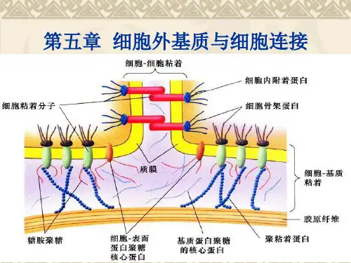 细胞外基质与细胞连接 (1)