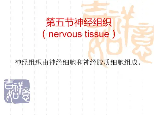 人体解剖生理学05第五节神经组织
