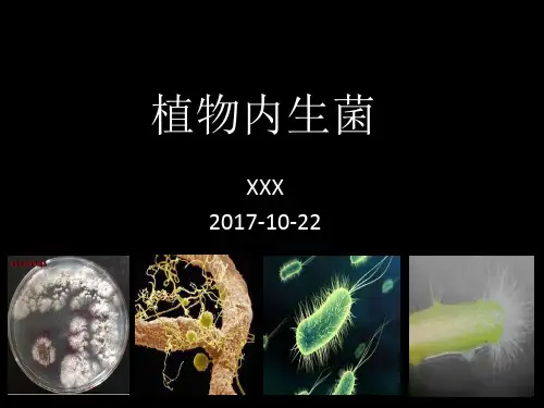 植物内生菌