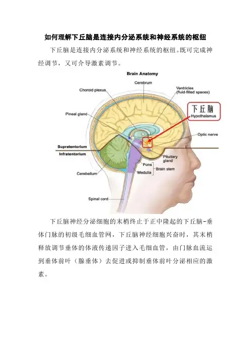 如何理解下丘脑是连接内分泌系统和神经系统的枢纽
