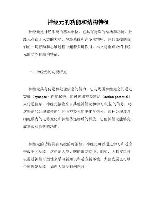 神经元的功能和结构特征