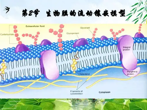 人教版生物必修一2020-生物膜的流动镶嵌模型(共25张PPT)精选优质 课件
