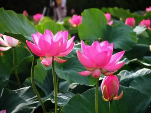 《清塘荷韵》教学课件ppt