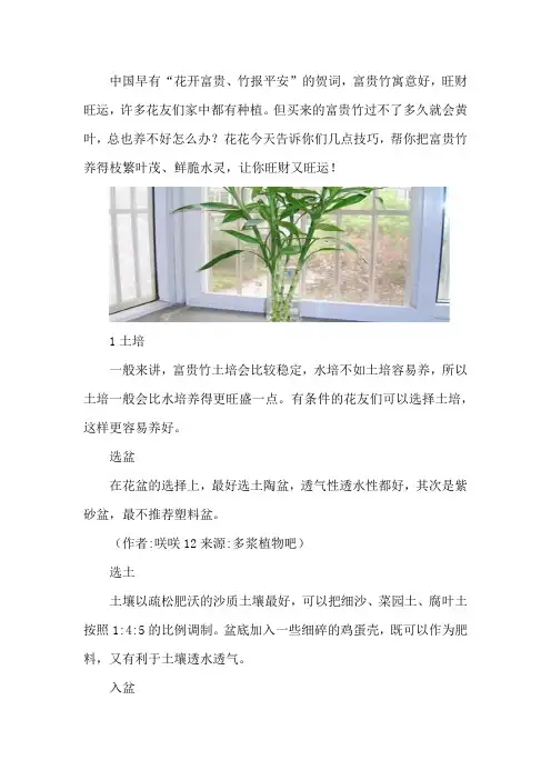 富贵竹怎么养鲜脆水灵、枝繁叶茂,让你旺财又旺运!