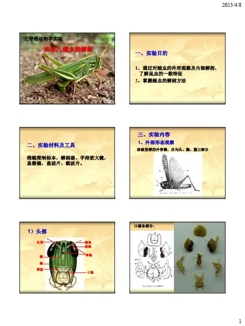 实验八蝗虫的解剖一、实验目的
