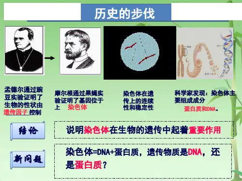 DNA是主要的遗传物质(共34张PPT)