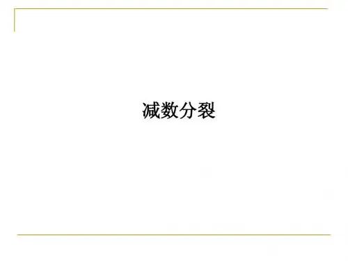 减数分裂-一轮复习
