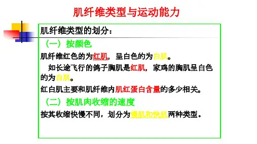 8 肌纤维类型与运动能力