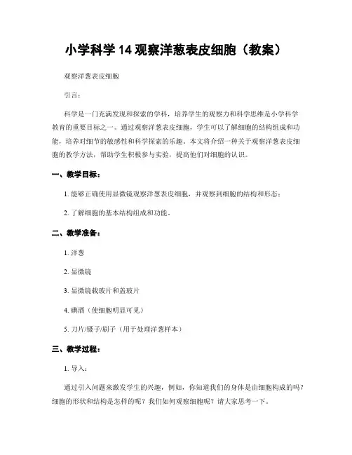 小学科学14观察洋葱表皮细胞(教案)