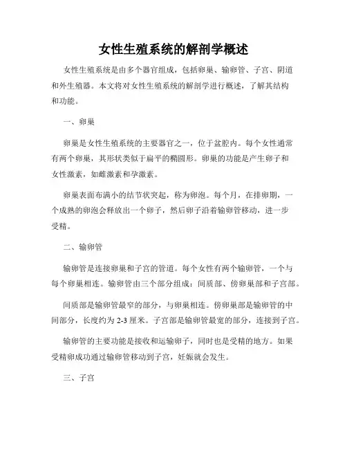 女性生殖系统的解剖学概述