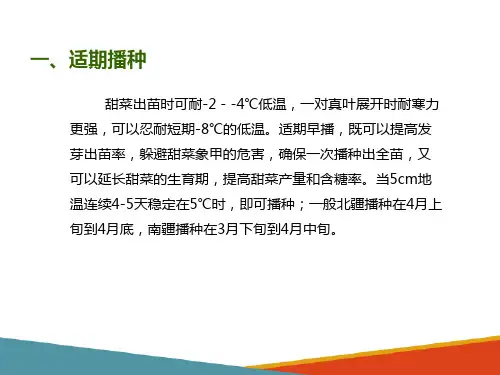 甜菜播种技术(甜菜生产技术课件)