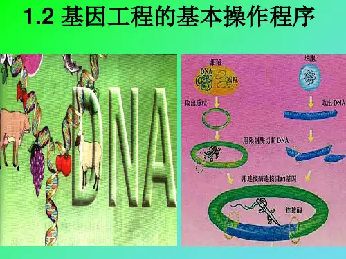 DNA重组技术的基本步骤