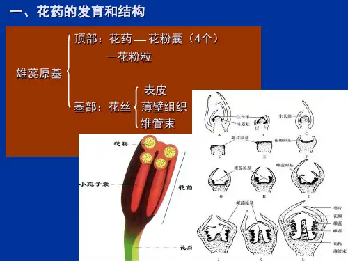 4.3.24.3.1花药的发育和花粉粒的形成