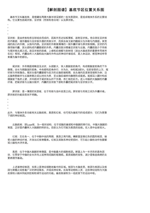 【解剖图谱】基底节区位置关系图
