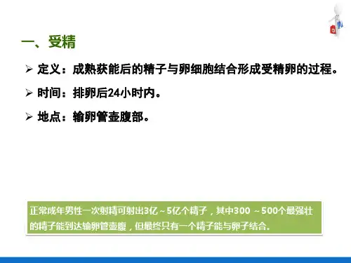 胚胎概述—胚胎的早期发育(人体解剖生理学)