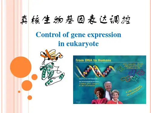 第十三章   真核生物基因表达调控