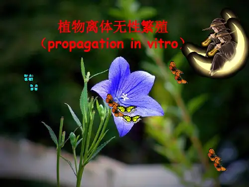 植物离体无性繁殖(包含脱毒)解析