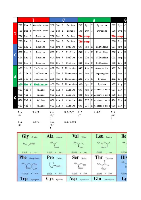 一代测序峰图(sanger)颜色标记 全称 三字 单字简写 氨基酸及对应密码子表(DNA)总表