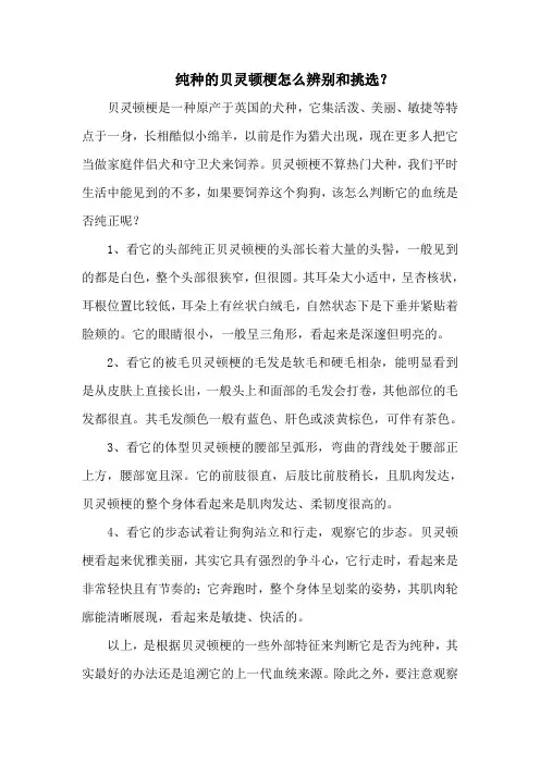 纯种的贝灵顿梗怎么辨别和挑选？