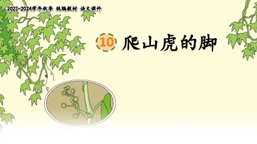 《爬山虎的脚》 课件(共23张PPT)