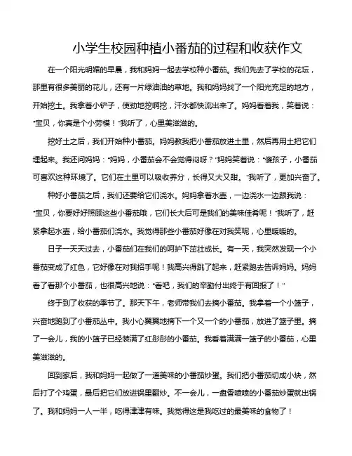 小学生校园种植小番茄的过程和收获作文