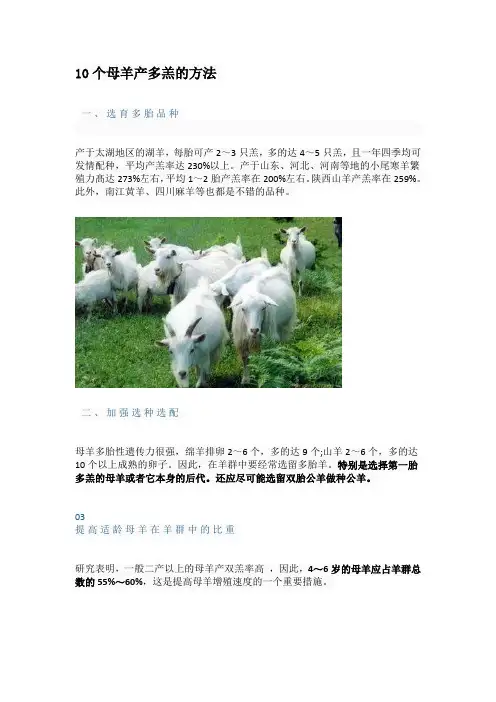 10个母羊产多羔的方法