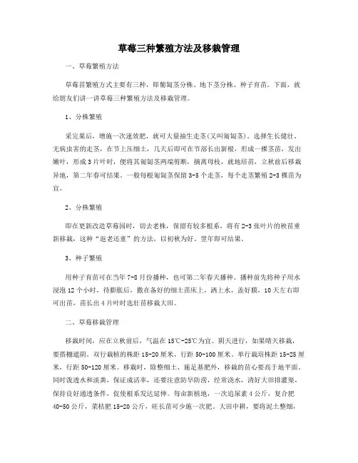 草莓三种繁殖方法及移栽管理