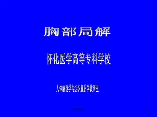 胸部解剖ppt课件
