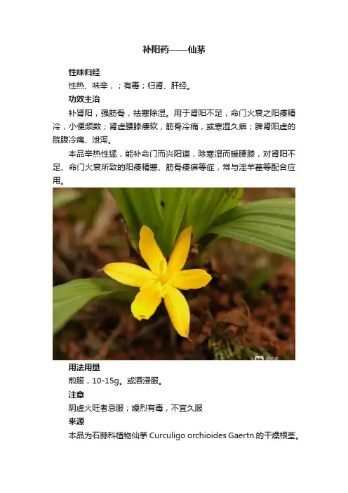 补阳药——仙茅