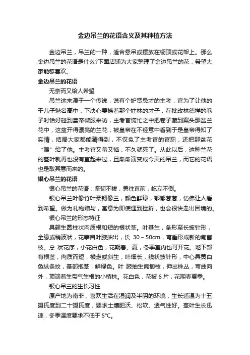 金边吊兰的花语含义及其种植方法
