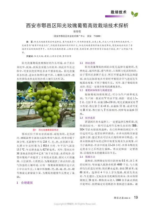 西安市鄠邑区阳光玫瑰葡萄高效栽培技术探析