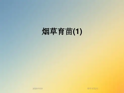 烟草育苗(1)