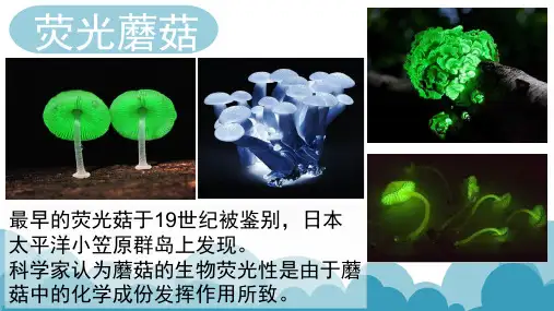 蘑菇介绍及辨别