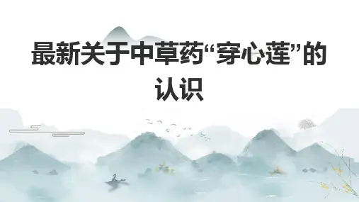 最新关于中草药“穿心莲”的认识