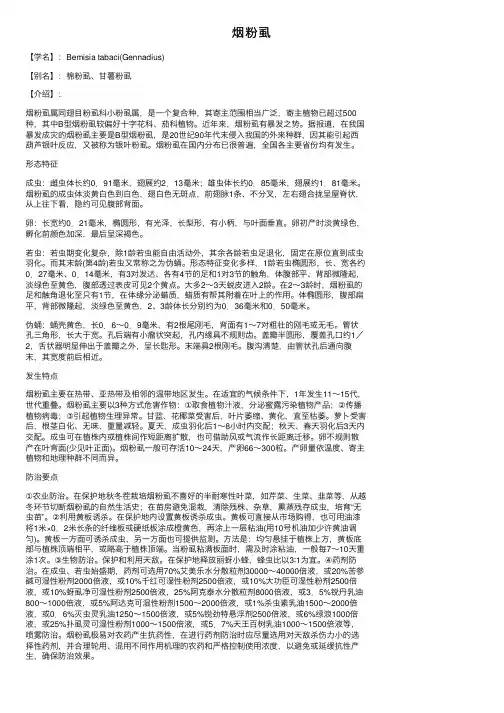 烟粉虱——精选推荐