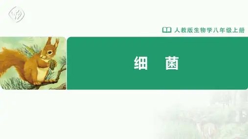 八年级-人教版-生物-上册-第二节 细菌