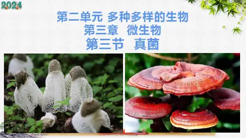 人教版生物七年级上册2.3.3《真菌》教学课件(共33张PPT)