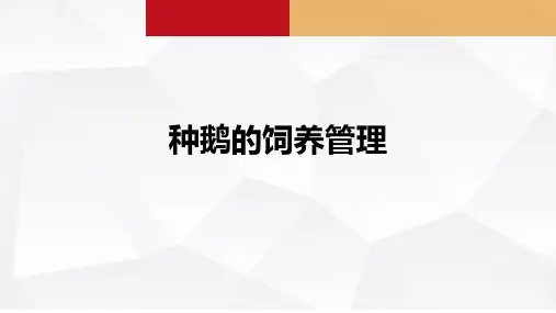 5.4种鹅的饲养管理 课件《禽生产》同步教学(中国农业出版社)