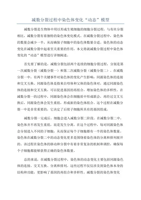 减数分裂过程中染色体变化“动态”模型