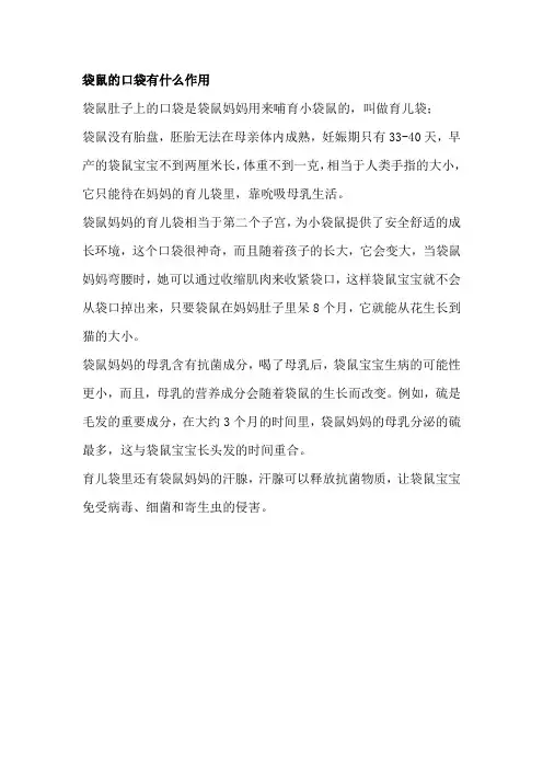 袋鼠的口袋有什么作用